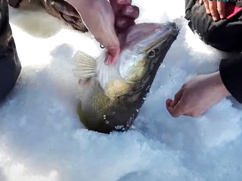 Вываживают судака ловля на вибы