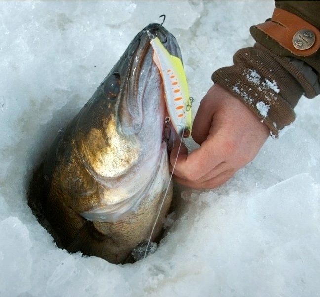 Судак на виб ловля судака