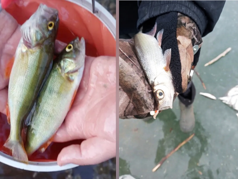 Фото улова с мормышкой Wormix. Отзывы зимняя рыбалка на мормышку