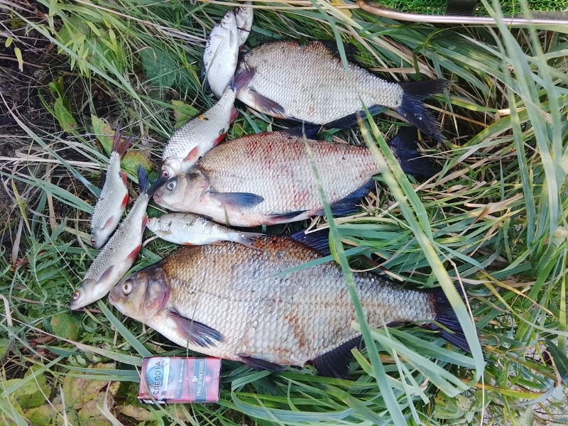 Осенний улов рыбалка осенью на реке