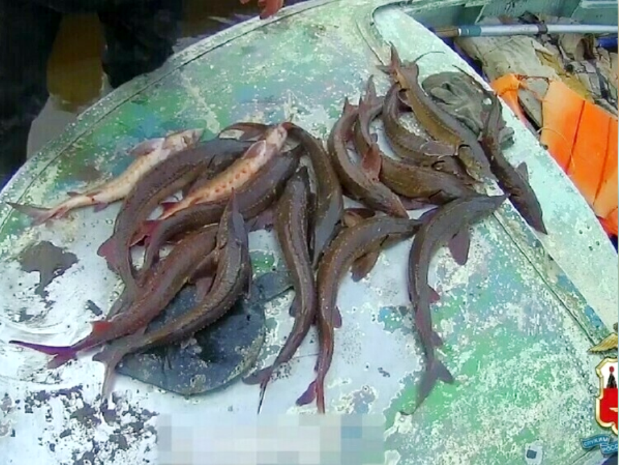 Осетров отпустили обратно в воду статья за браконьерство рыбы