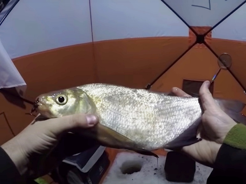 А вот и первый! ловля леща зимой