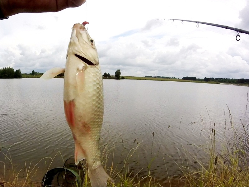 Карась на фидер ловля карася летом