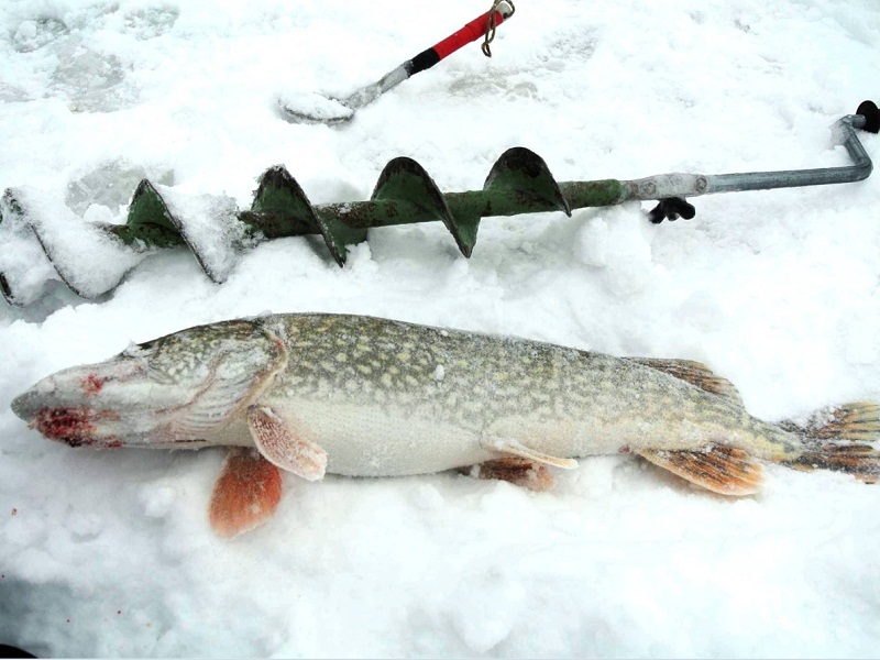 зимняя рыбалка на живца