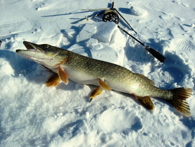 Зимняя щука ловля щуки