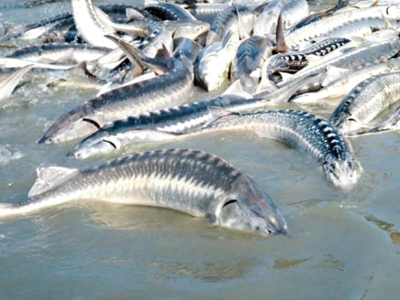 Гибнут осетры по малой воде рыба в волге
