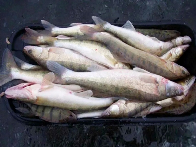 Перелов судака ловля судака на джиг