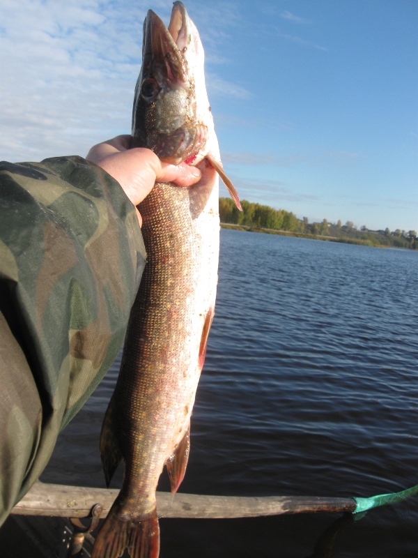 Первая сегодня! рыбалка осенью на реке
