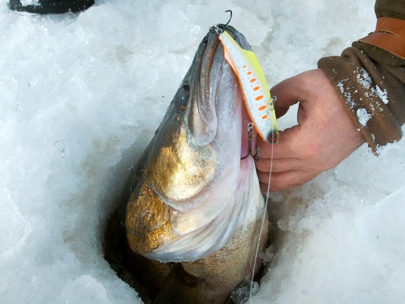 Трофейный судак ловля судака на раттлин