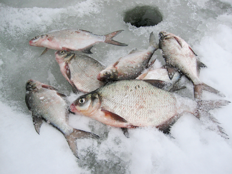 Зимняя добыча безмотыльщика ловля на безмотылку зимой