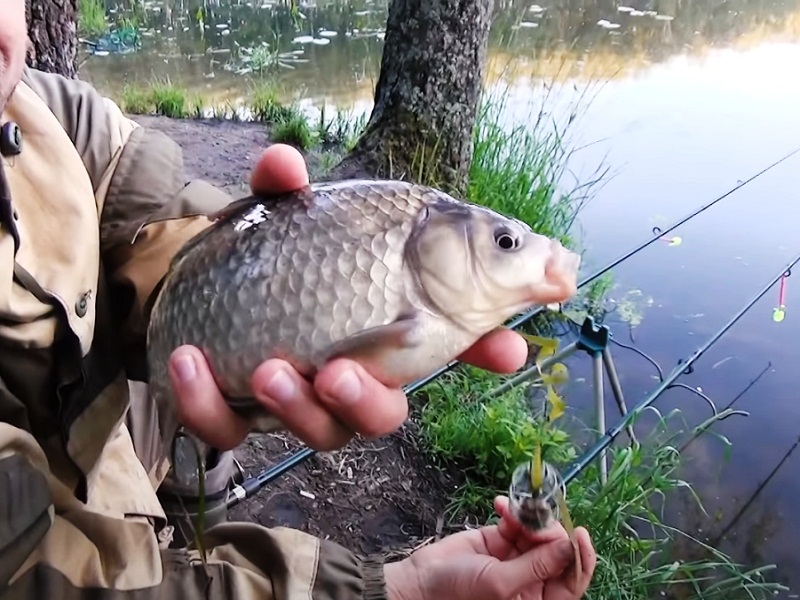 Весенний карась ловля карася весной