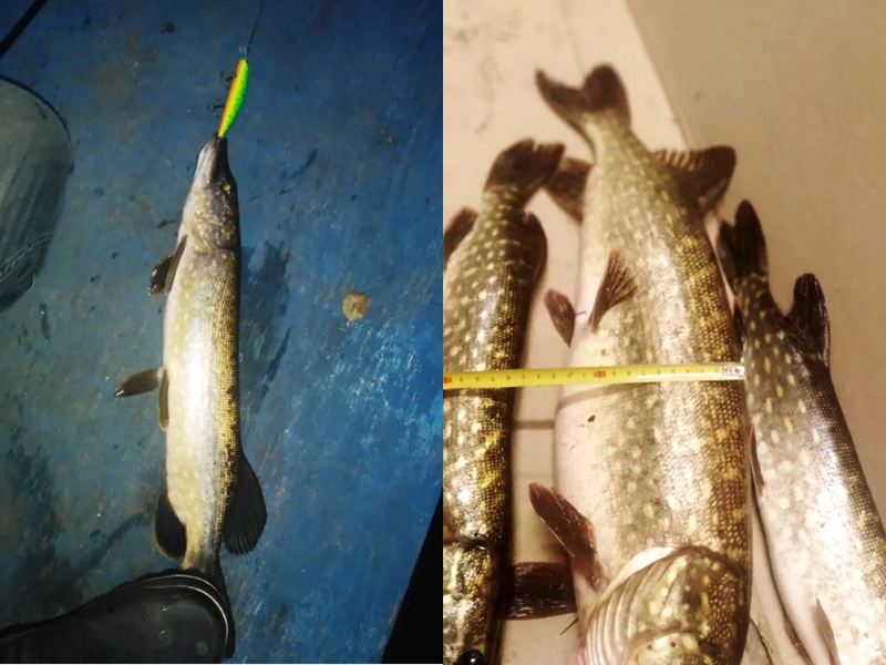 Эти уже крупнее рыбалка со спиннингом