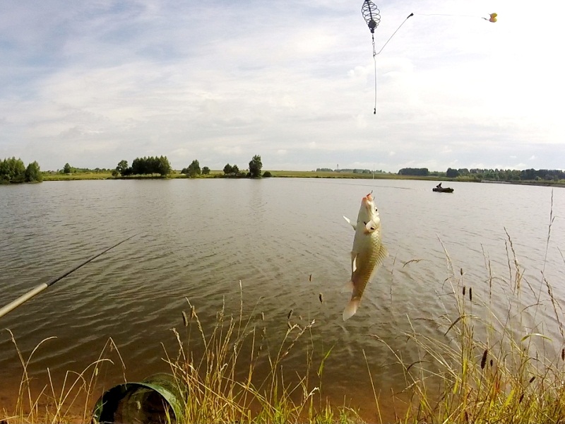 С оснасткой "коромысло" ловля карася летом на фидер