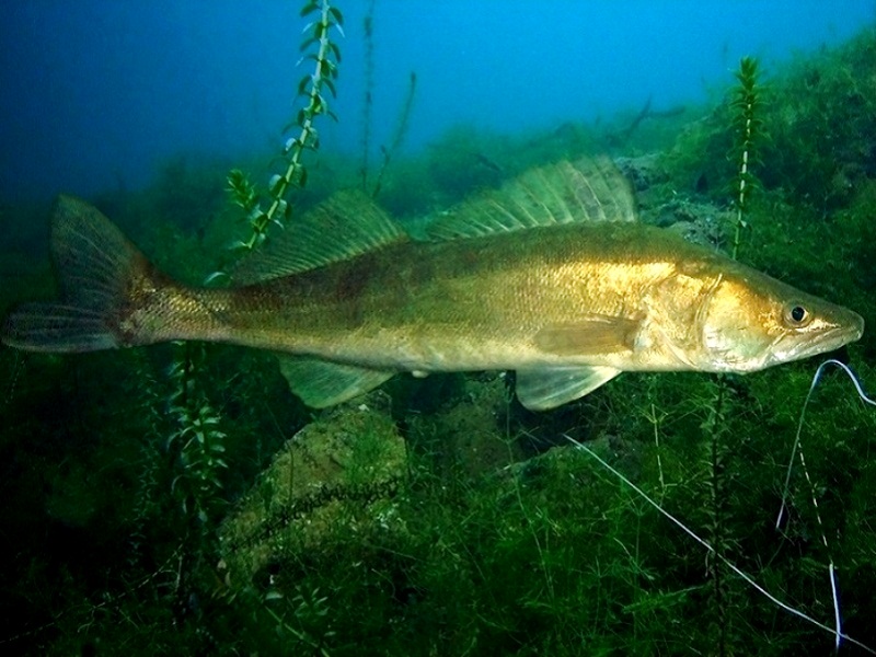 Донный хищник судак речная рыба