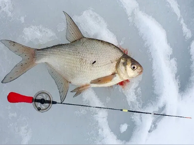 Удилище для безмотылки ловля на безмотылку зимой