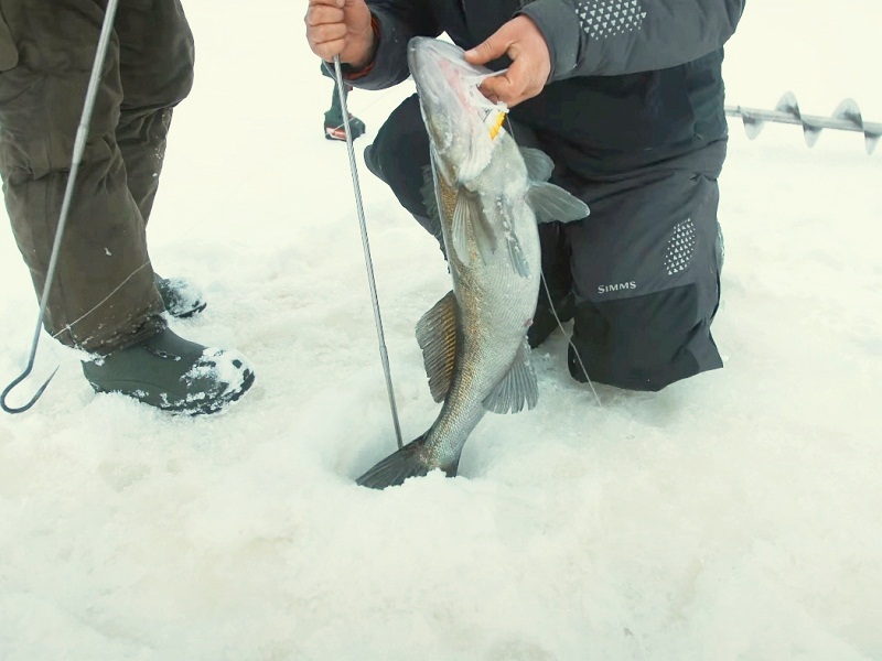 Попался, "клыкастый"! раттлины вибы на судака