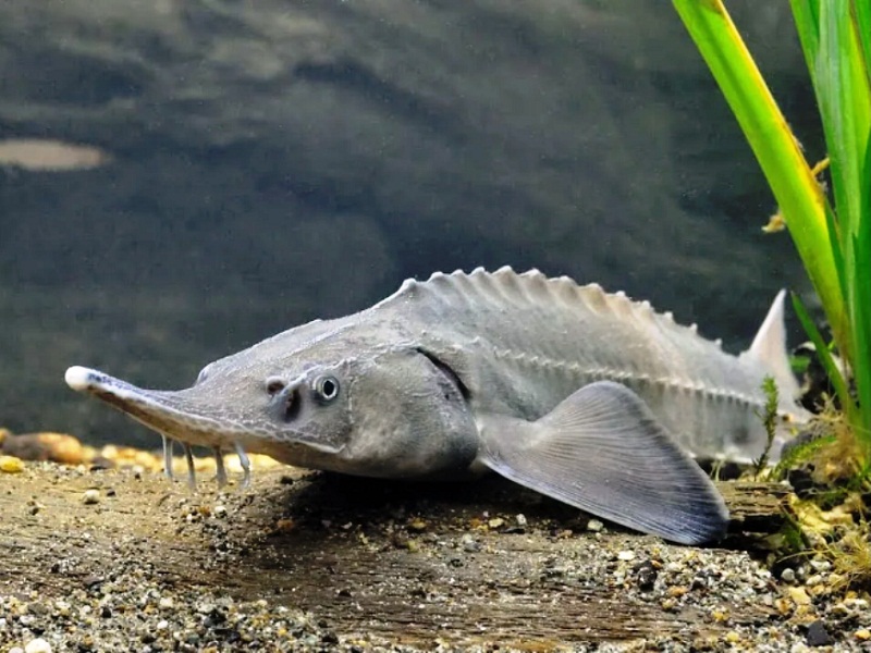 Осётр сибирский статья за браконьерство рыбы