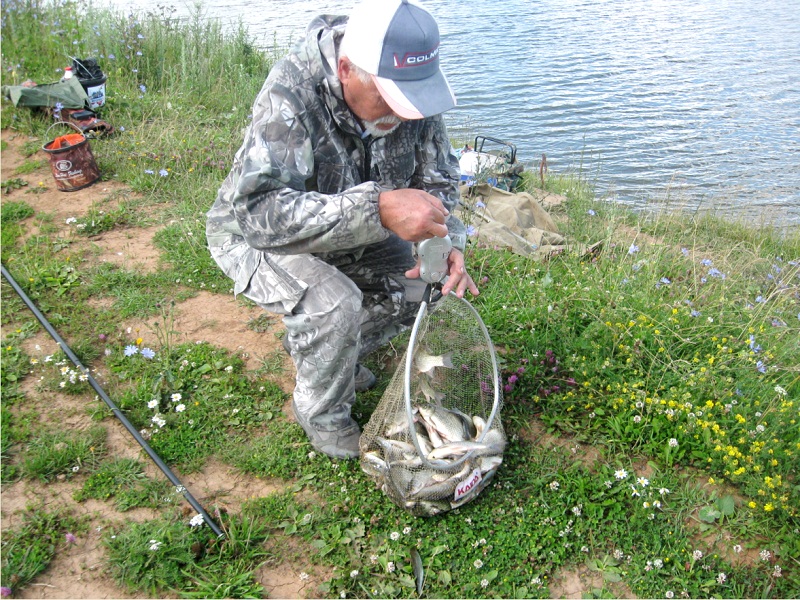 Улов за утро ловля карася летом на фидер