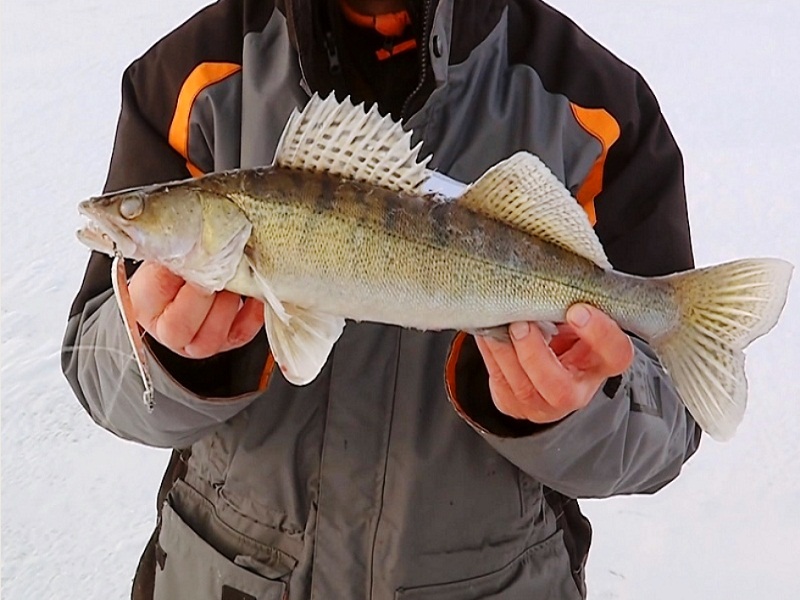 Ловля судака со льда судак речная рыба