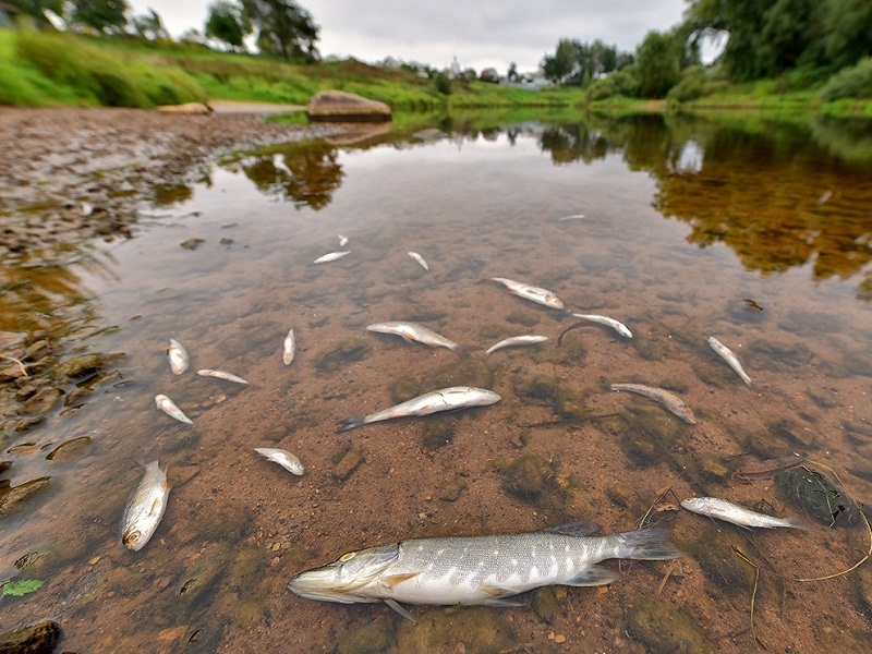 отравленная рыба +в реке