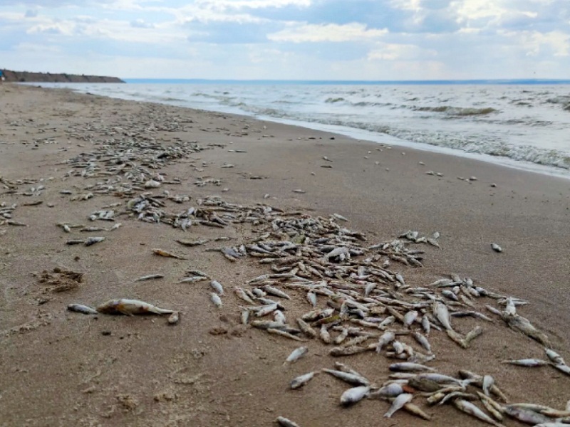 И на самой Волге - мор рыба в волге запасы