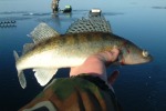 Рыбалка зимой на судака. Вместо «махалки» – лёгкая жерлица