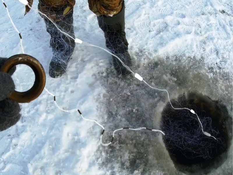 браконьерство рыбы