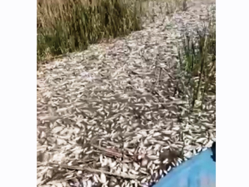 массовая гибель рыбы
