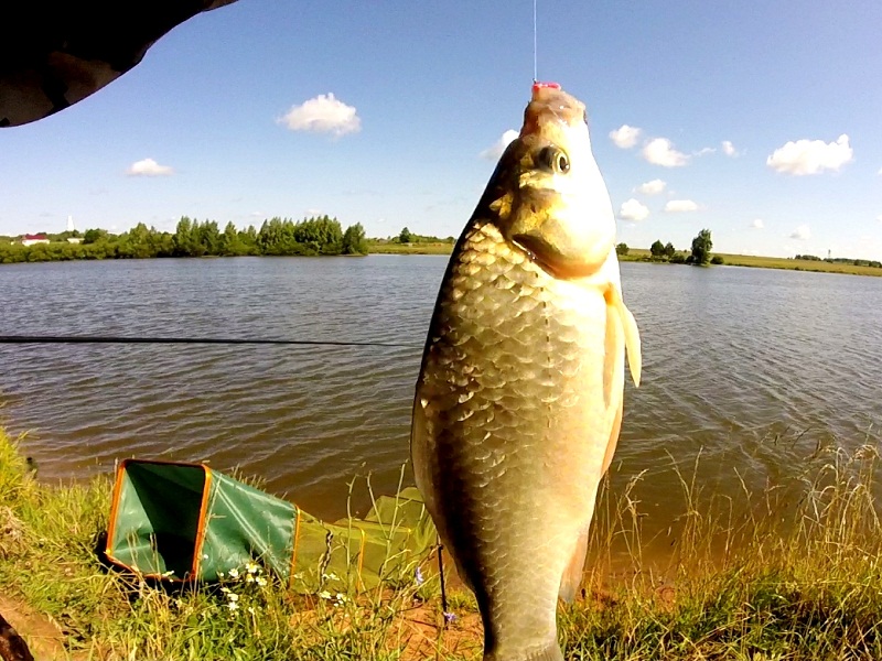 ловля карася летом
