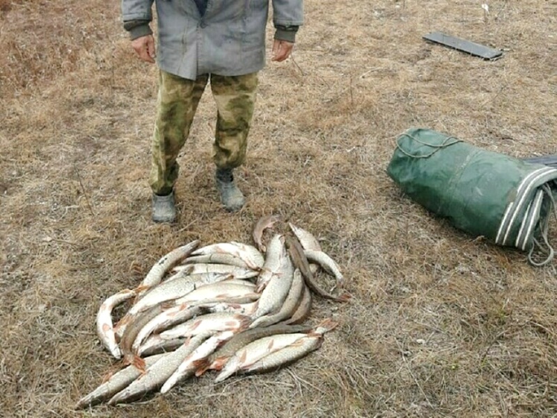 браконьерство рыбы