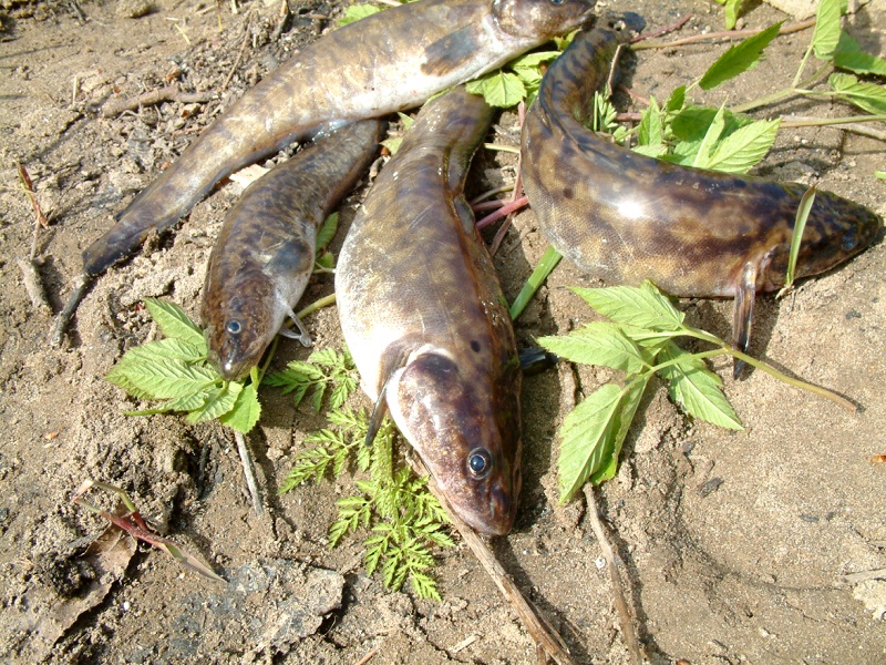 ловля налима весной