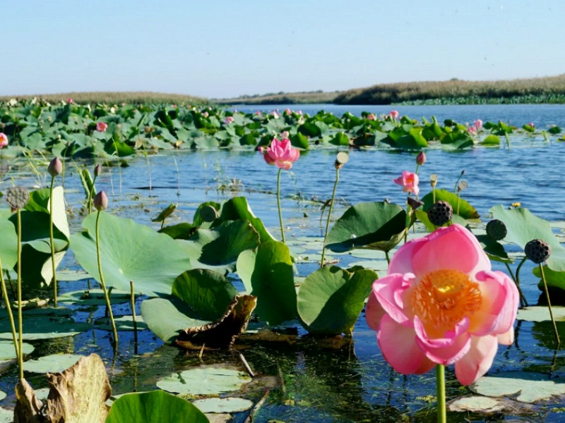 астраханская дельта волги