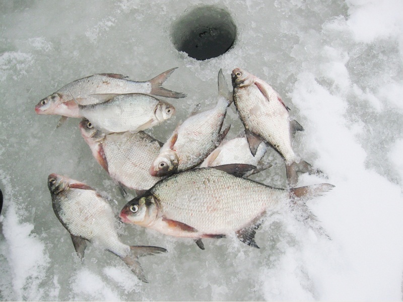 рыбалка зимой