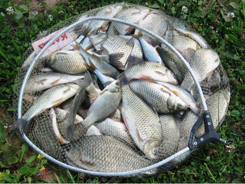 ловля карася летом на фидер 