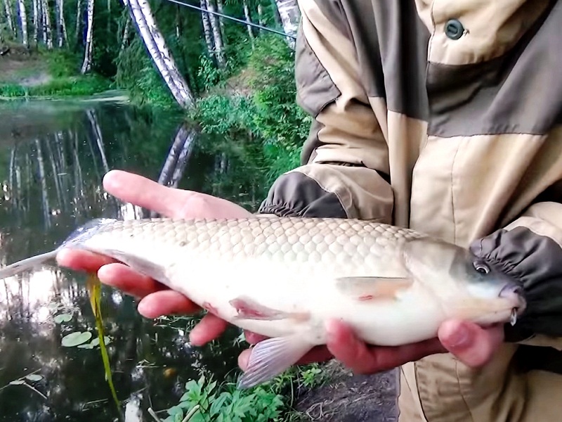 ловля карася на фидер