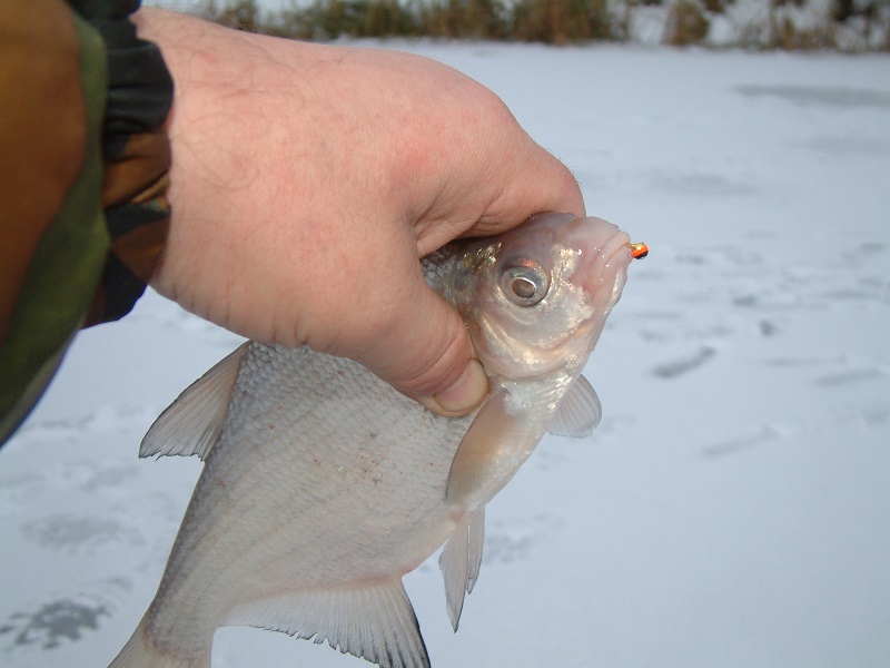 зимняя рыбалка