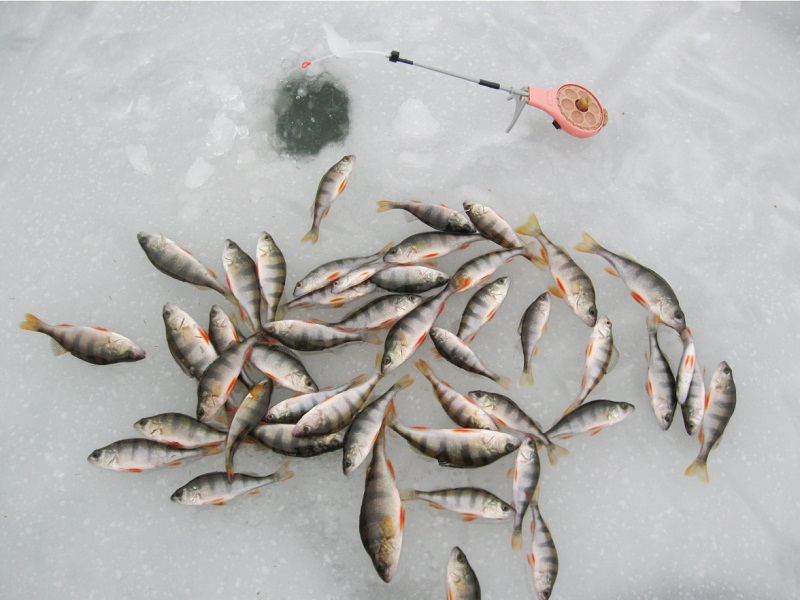 запрет на рыбалку