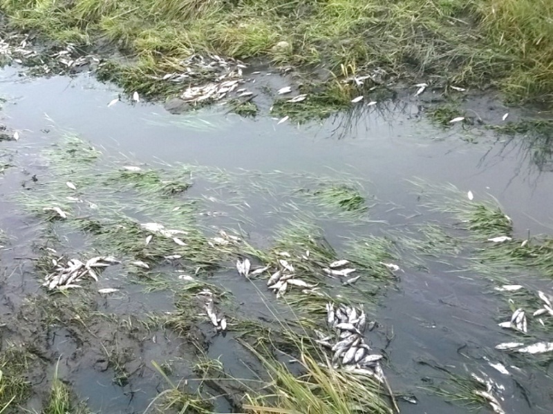 ловля рыбы электроудочкой
