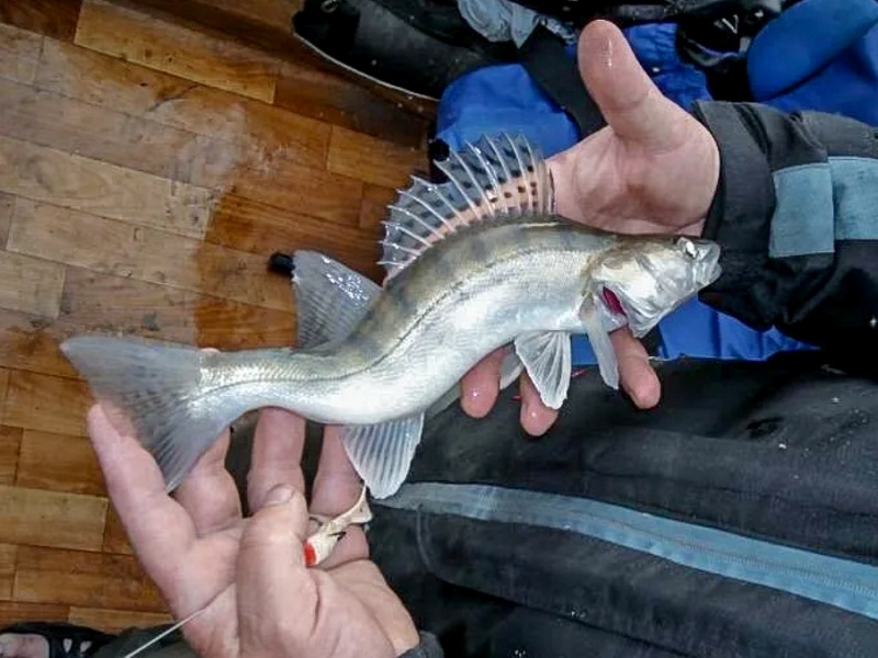 браконьерство рыбы