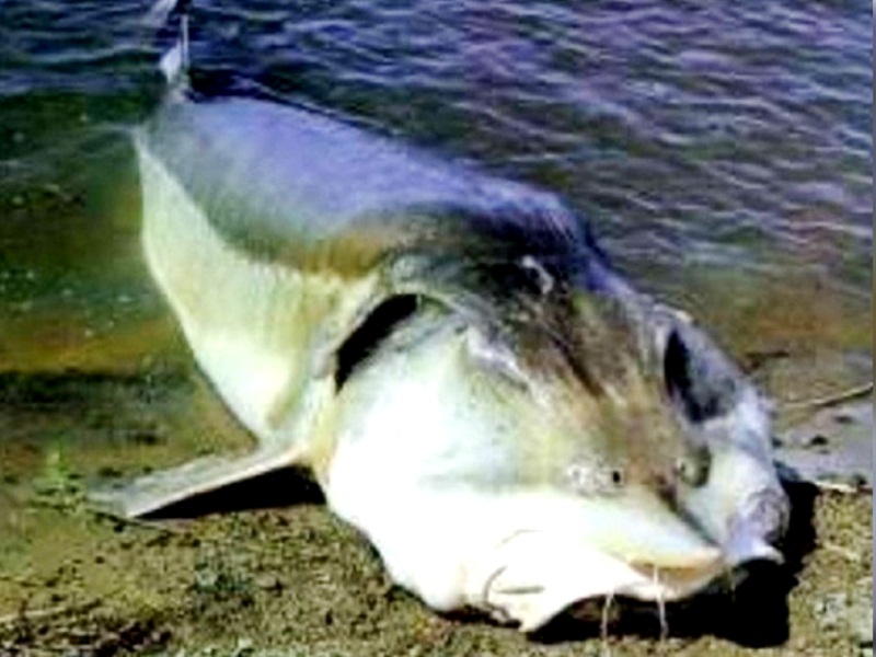 браконьерство рыбы