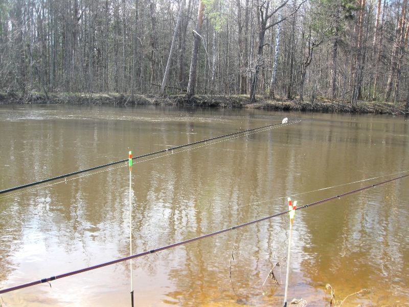 ловля язя на фидер