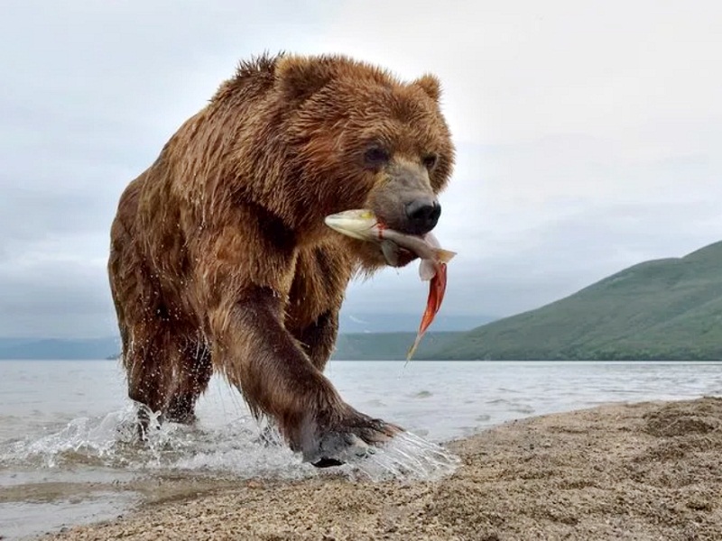 медведи на камчатке