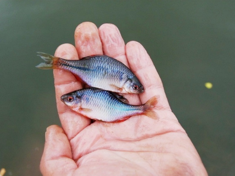 астраханская дельта волги