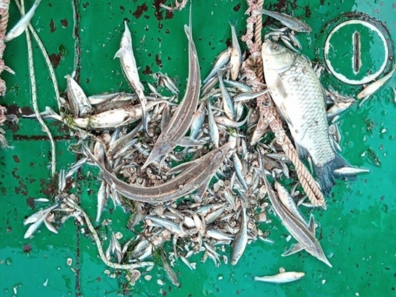 уменьшение рыбы в водоемах