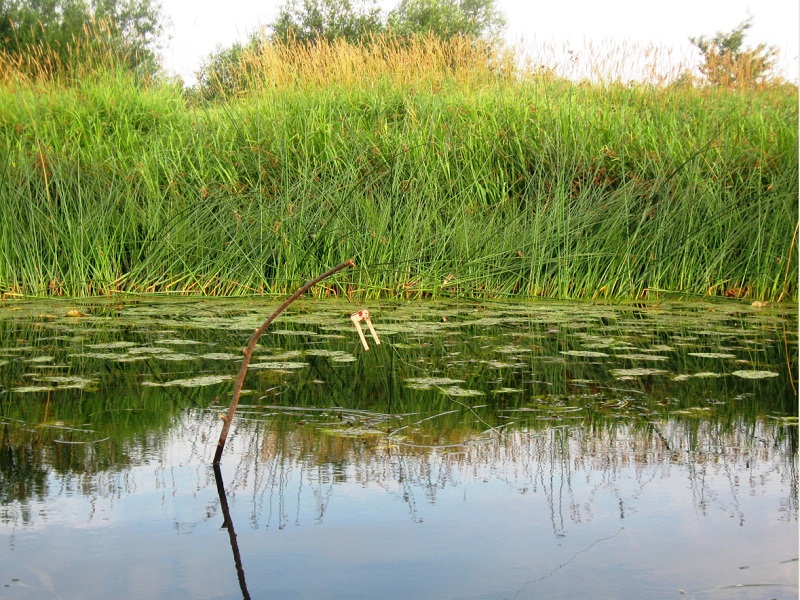 ловля щуки на живца летом