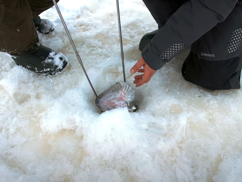 ловля на вибы