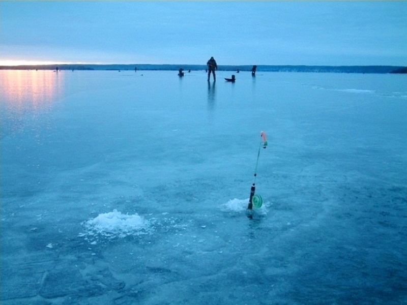 ловля судака в ноябре