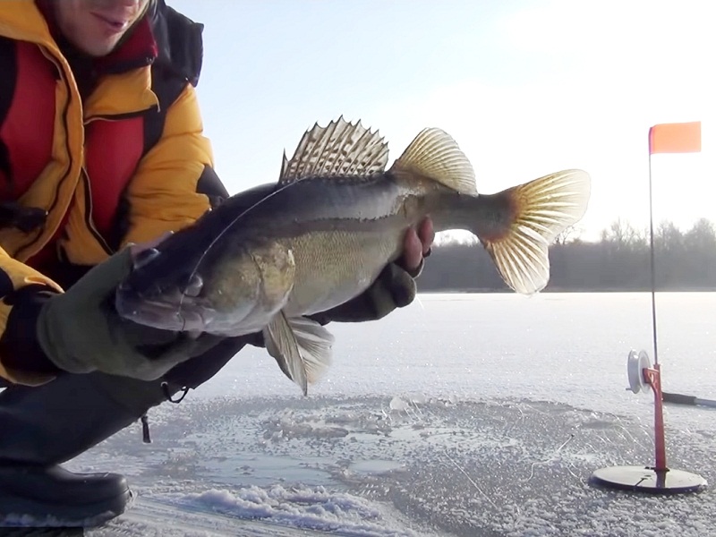 ловля судака на живца