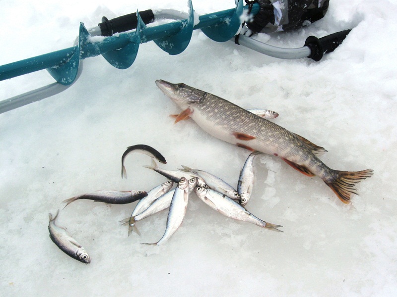 ловля уклейки зимой