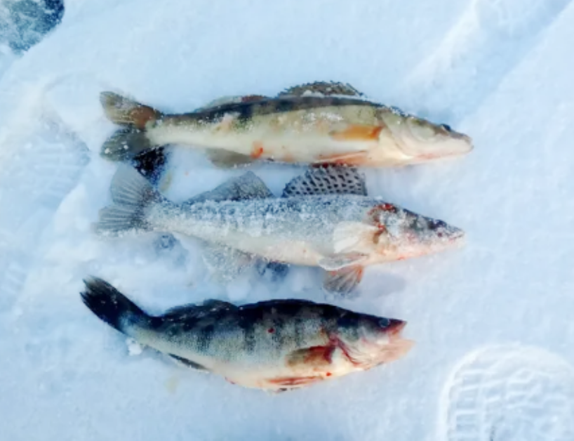 ловля судака на балансир